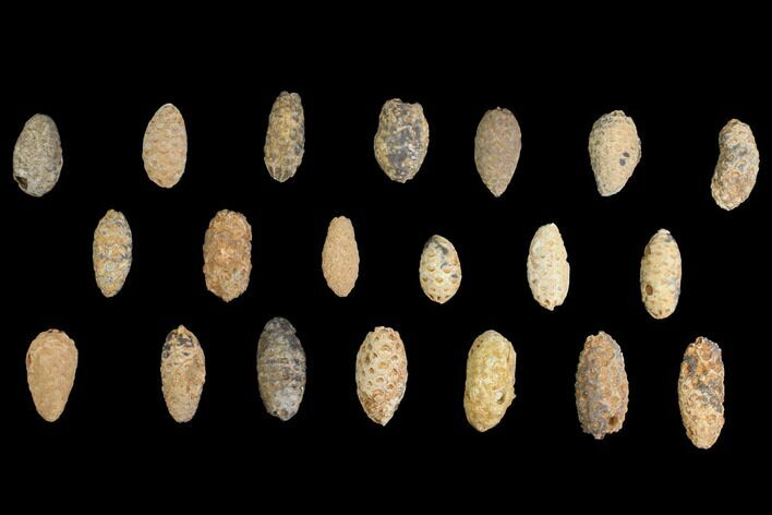 Lot: Fossil Seed Cones (Or Aggregate Fruits) - Pieces #148854